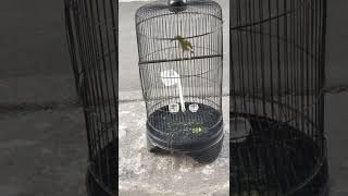 Download lagu Pijantung Gunung Si Raja Tembak Milik ZaynBf Boyolali mp3 Download lagu Pijantung Gunung Si Raja Tembak Milik ZaynBf Boyolali mp3