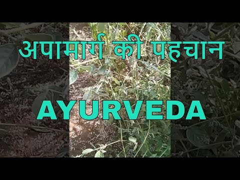 अपामार्ग की पहचान/Achyranthes asperaPlant/apaamaarg ka paudha Video