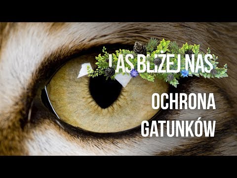 Las bliżej nas - Ochrona gatunków