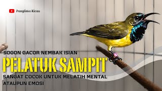 Download lagu NEMBAK ISIAN ! Pelatuk Sampit cocok untuk pancingan sogon kurang mental dan emosi #pancingansogon  mp3