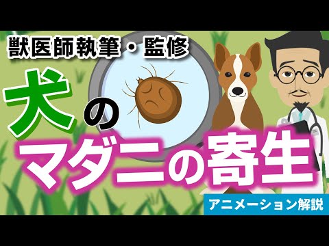 犬のマダニ症 – 症状と治療法