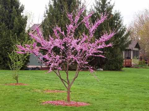download lagu mp3 mp4 Northern Redbud Tree, download lagu Northern Redbud Tree gratis, unduh video klip Northern Redbud Tree