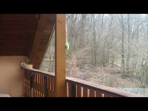 Vtaci v malych karpatoch