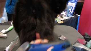 Cat Grooming - Sanitary cut