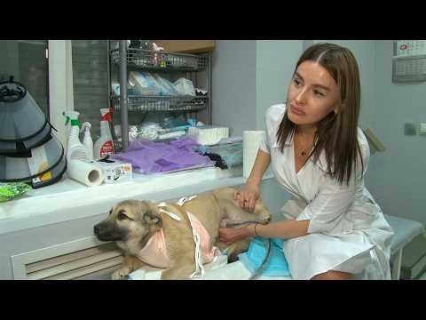 Будни бийского ветеринара ("Будни", 05.03.26г., Бийское телевидение)