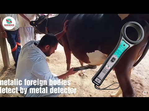 Animal Body Metal Detector