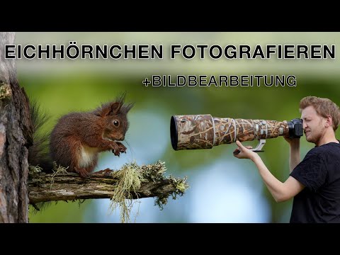 How to easily photograph squirrels - Nature photography tutorial including image editing
