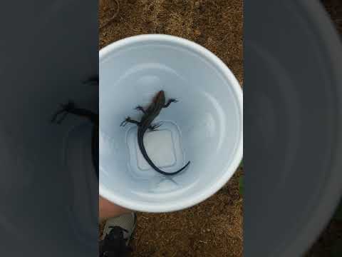 Part two of lizard he is a skink lizard