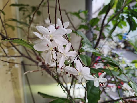 白玉蝶風水