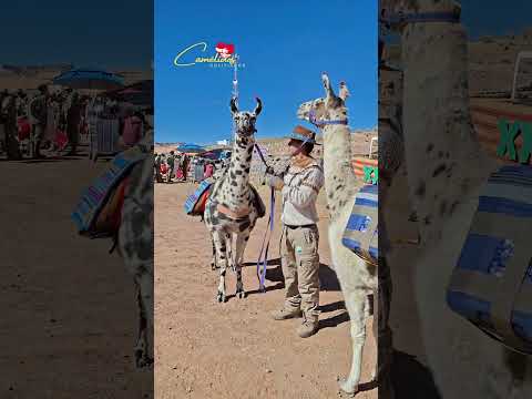 | Expoferia de camélidos Curahuara de Carangas 2026. #viral #camélidos
