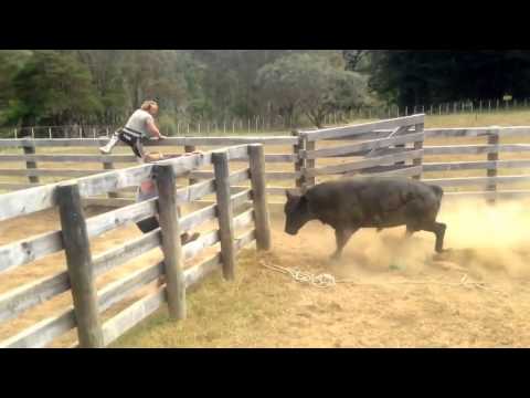 Mangatoi Station, Cattle muster & bull catching.