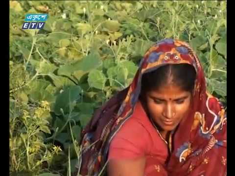 মানিকগঞ্জে এবার শীতের সবজির ফলন ভালো