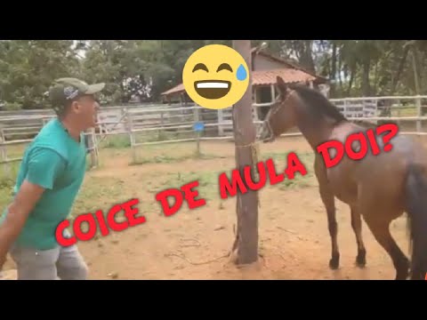 COICE DE MULA/@cavalosderacas
