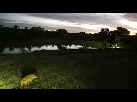 Djuma: Lone Hyena with no tail (known as Ribbon) walks by cam tree - 04:35 - 01/01/22