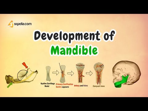 Development of Mandible | Anatomy and Embryology for Medical Students