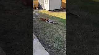 Video preview image #1 American Pit Bull Terrier-Unknown Mix Puppy For Sale in Germantown, OH, USA