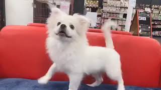 ハーフ犬の動画03