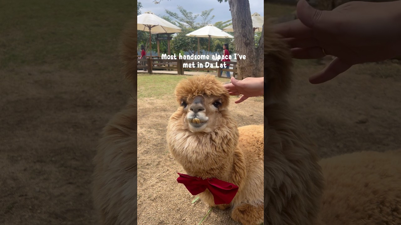 YouTube Short thumbnail