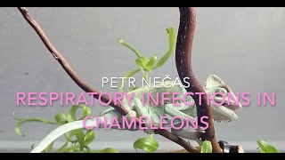 RESPIRATORY INFECTIONS IN CHAMELEONS