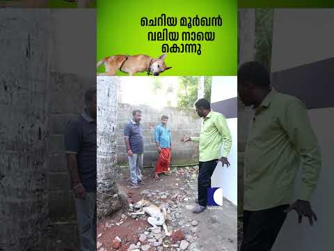 ചെറിയ മൂർഖൻ വലിയ നായെ കൊന്നു  #vavasuresh #cobrasnakebite