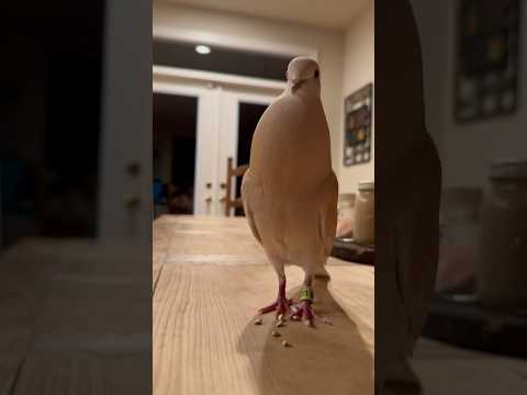 Coo and snack #dove #animals #cute #pet #birdsounds
