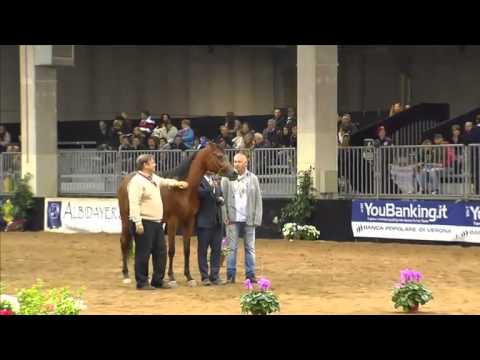 European Championships Verona 2013 - Junior Females Championships