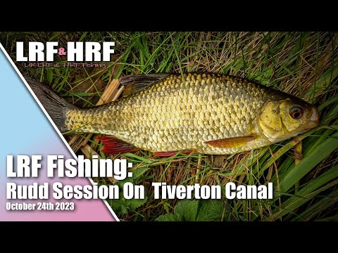 LRF Fishing: Rudd On The Tiverton Canal
