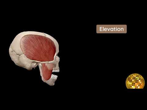 MUSCLES OF TMJ | Movements of TMJ | Temporomamdibular joint