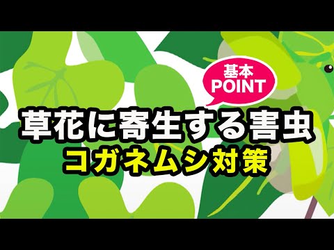 家庭菜園でコガネムシの幼虫を駆除するにはどうすればよいですか?識別および制御ソリューション  庭園
