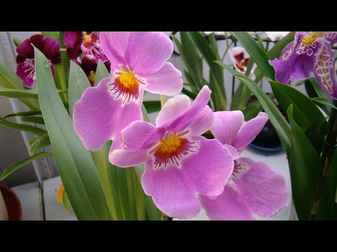 Мильтония (Miltonia) – домашняя орхидея