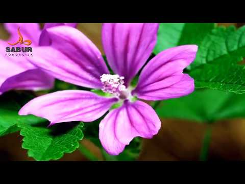 hfz. prof. Nedžad Hasanović - Zaboravljeni sunnet