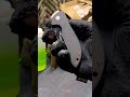 CHALLENGE - You Think You Know Knives?