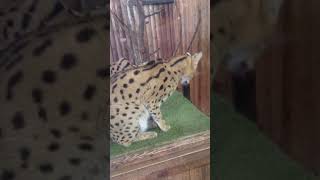 【神戸どうぶつ王国】サーバルキャットの猫パンチ