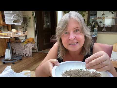 Wofür die Samen der wilden Möhre gut sind