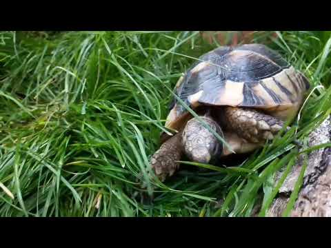Korytnačka okrajová (Testudo marginata) — úvod do druhu