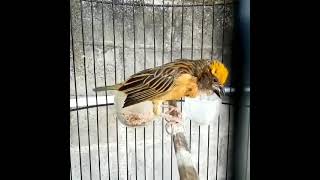 Download lagu Pancingan Suara Burung Manyar gacor Jos #kicaumanianusantara #shorts #shortviral #kicaumania mp3