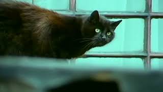 The Death Wheelers - 13 Discycles | Official Music Video | RidingEasy Records