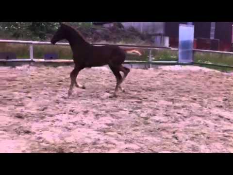 Stutfohlen Livaldon - De Niro aus Bundeschampionatsstamm