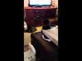 The Hot Dog Dance