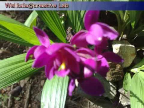 Beautiful Srilankan Flowers - Part 2 - Captured & Edited By Lahiru Madusanka(W@CL)