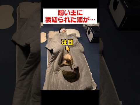 【悲報】猫、飼い主に裏切られる