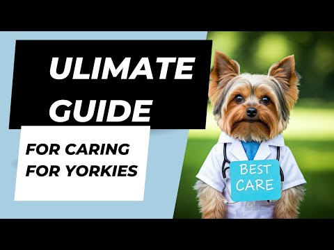 Ultimate Guide to Caring for Your Yorkie
