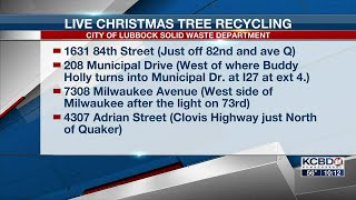 Live Christmas tree recycling