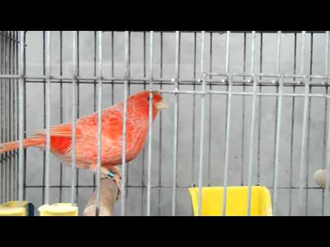 Mihai Maftei canari frezati si de culoare