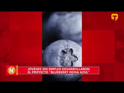Jóvenes sin empleo desarrollaron el proyecto Blueberry Reina Azul