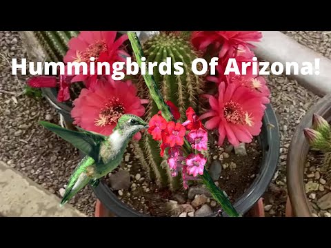 Bullhead City Desert Life - The Hummingbirds of Arizona