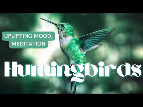 CHILL OUT for 5 MINUTES of Watching Hummingbirds with Music for Improved Focus and Mood