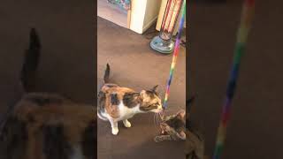 猫じゃらし独り占め/Toy monopoly cat