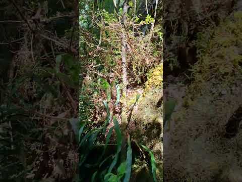 San Rafael la independencia Huehuetenango GT