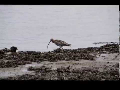 Curly the Curlew